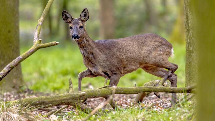 Anxious Roe Deer